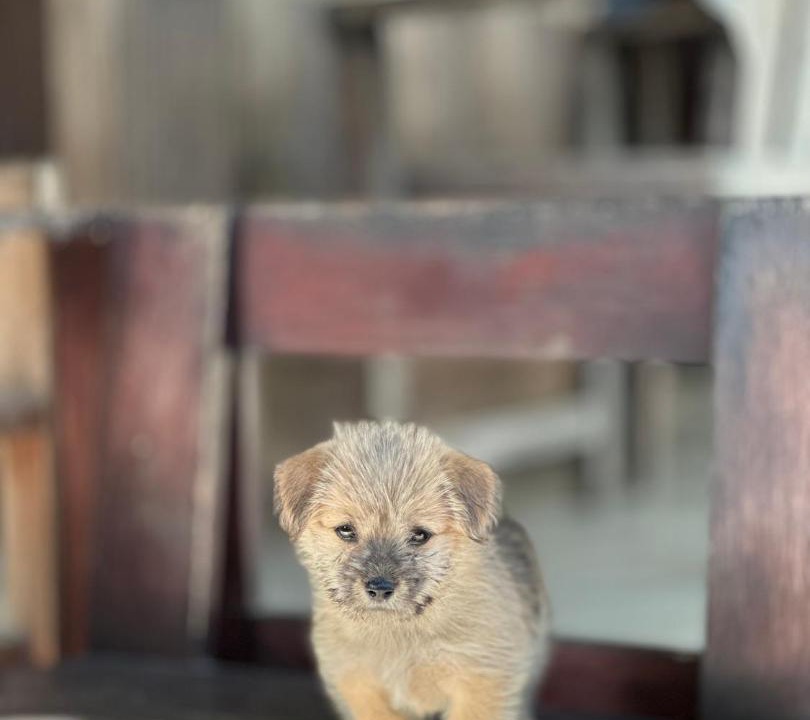 Photo of Others in Mushroom Bay