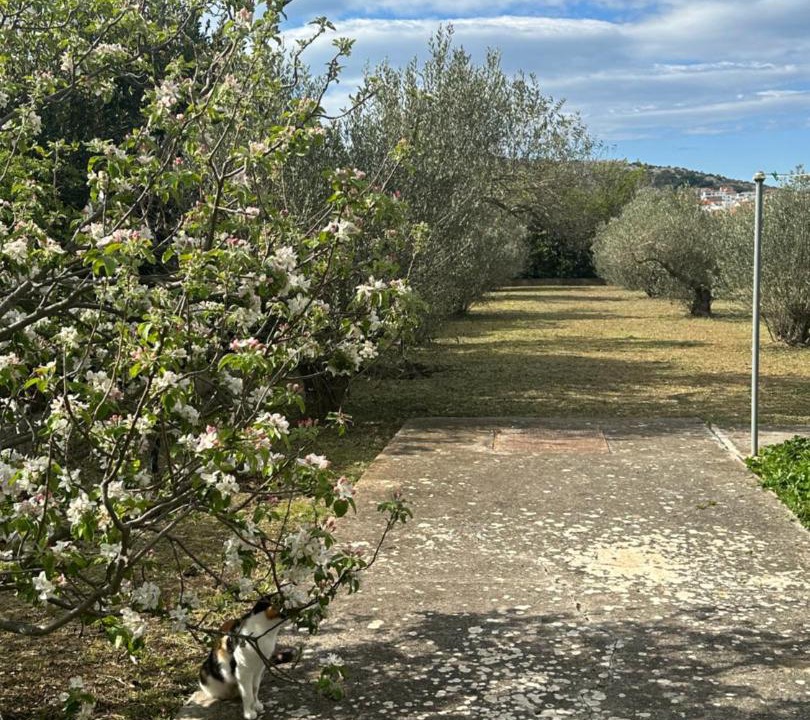 Photo of Outdoor in Susica