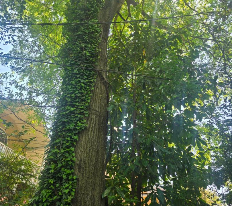 Photo of Outdoor in Atlanta