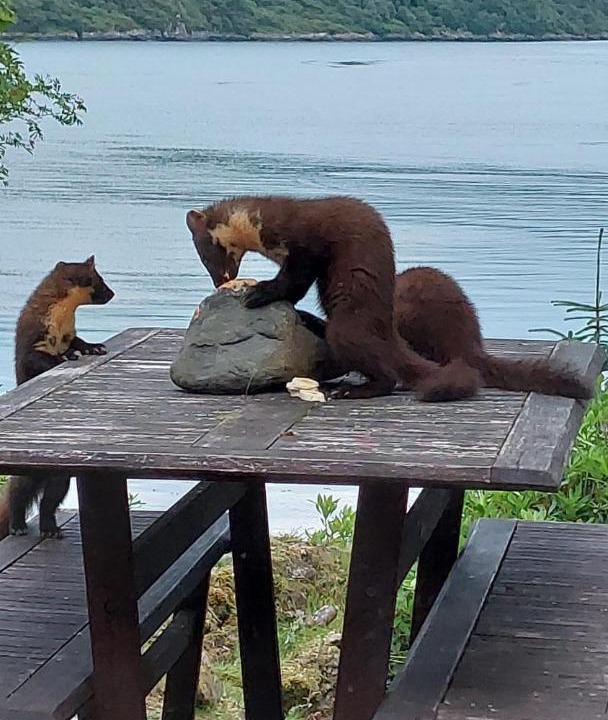 Photo of Others in Glenborrodale