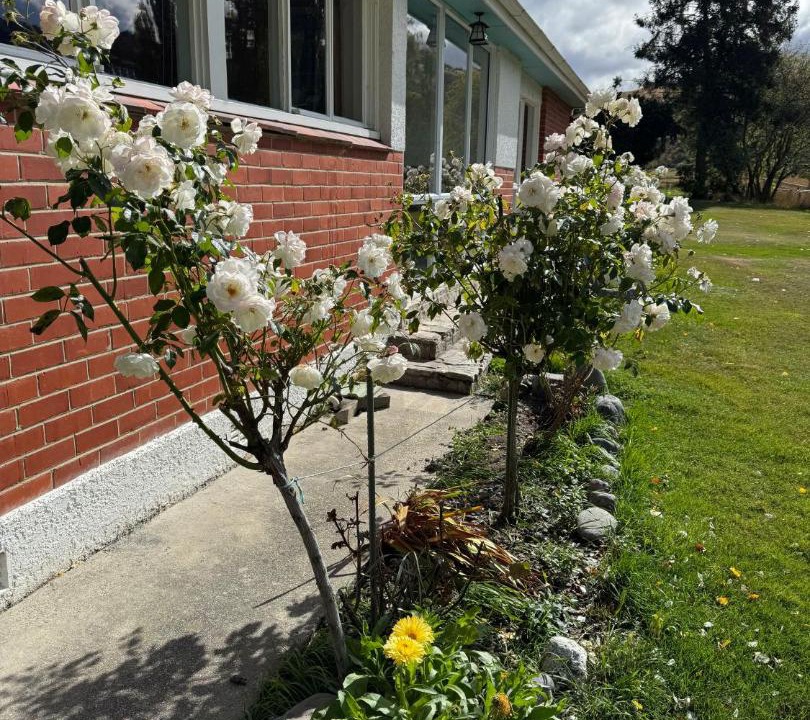 Photo of Others in Cardrona