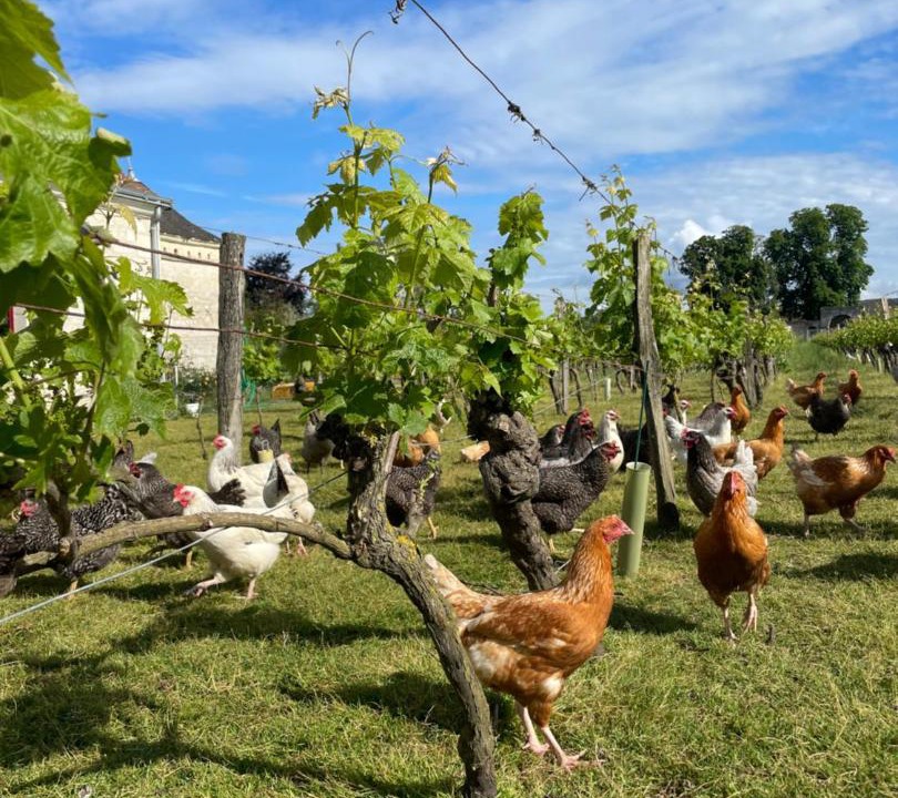 Photo of Others in Ingrandes-de-Touraine