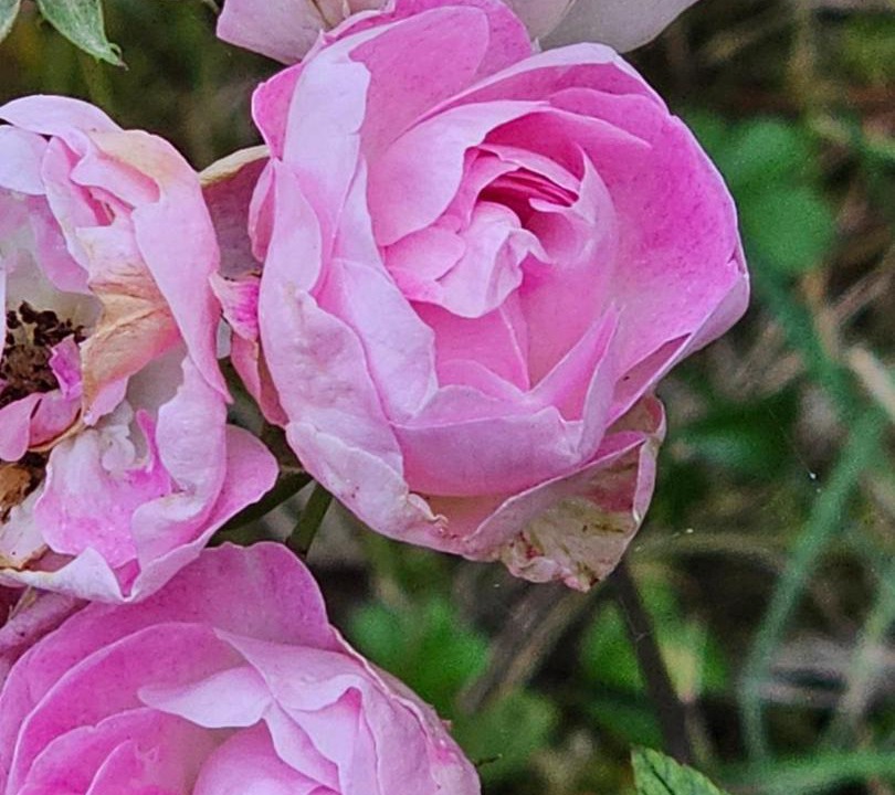 Photo of Outdoor in Berthenay