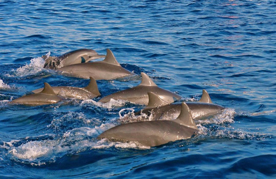 Photo of Others in Pemaron