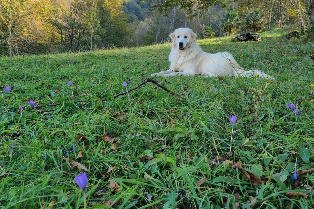 Photo of Outdoor in Lourdios-Ichere