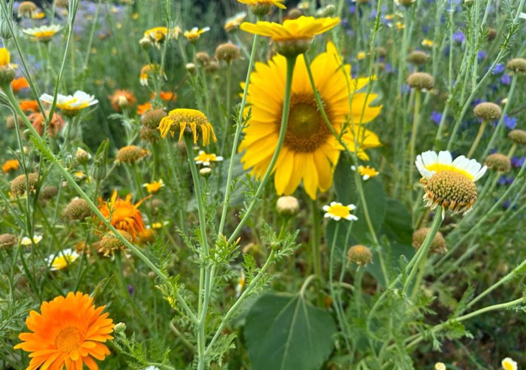 Photo of Outdoor in Londigny