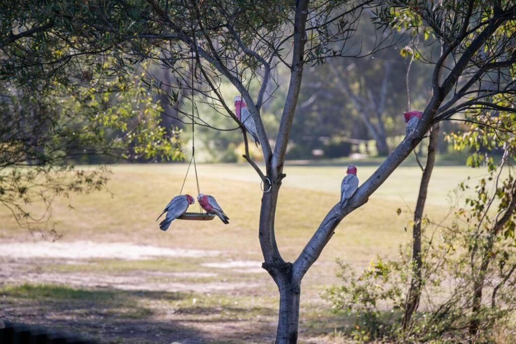 Photo of Others in Thurgoona