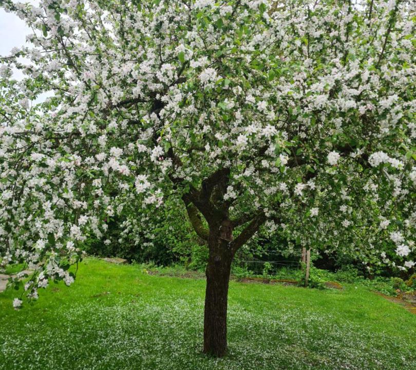 Photo of Outdoor in Uhrwiller