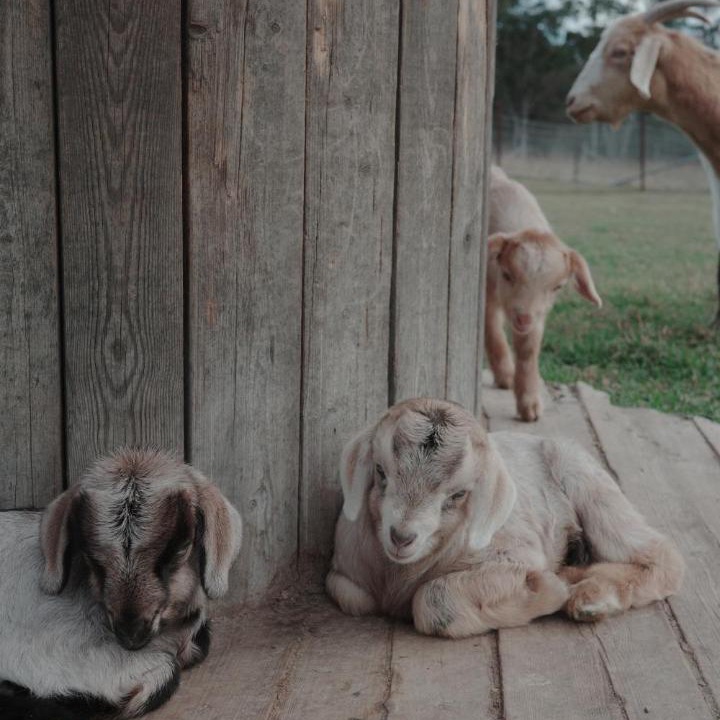 Photo of Others in Tomerong