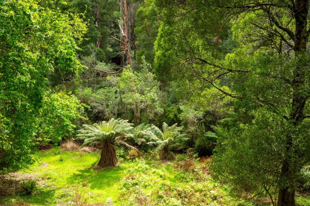 Photo of Others in Powelltown