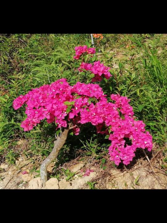 Photo of Outdoor in Hulu Selangor