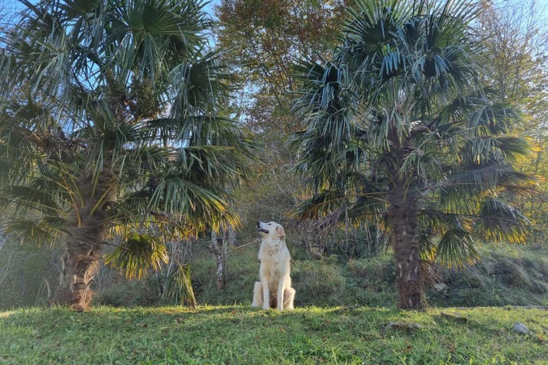 Photo of Others in Lourdios-Ichere