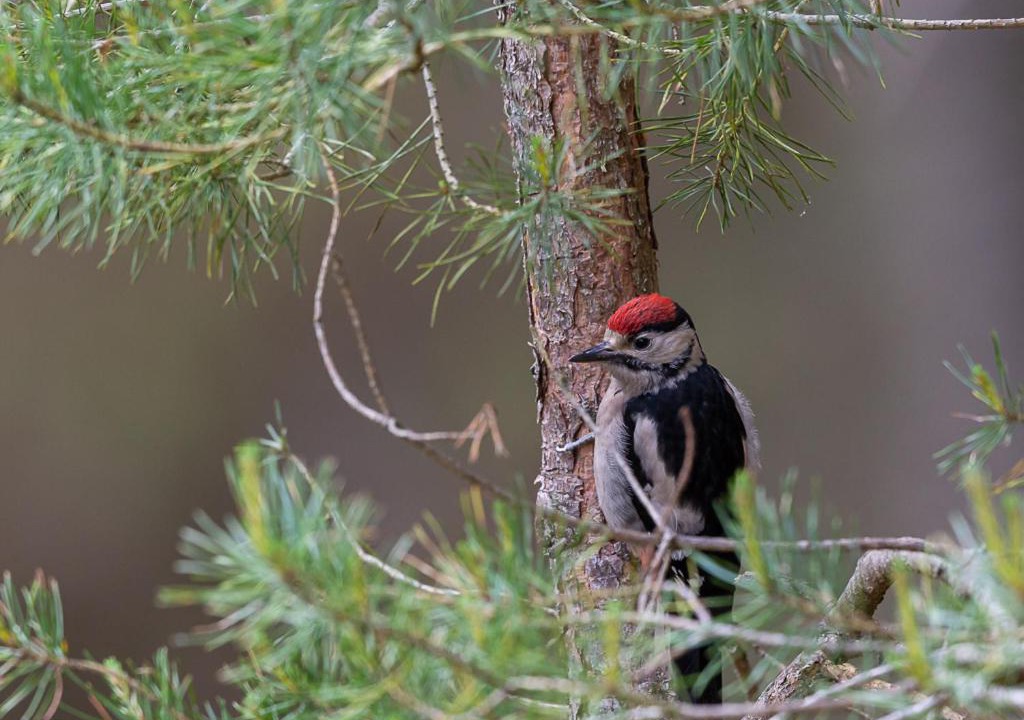 Photo of Others in Callander