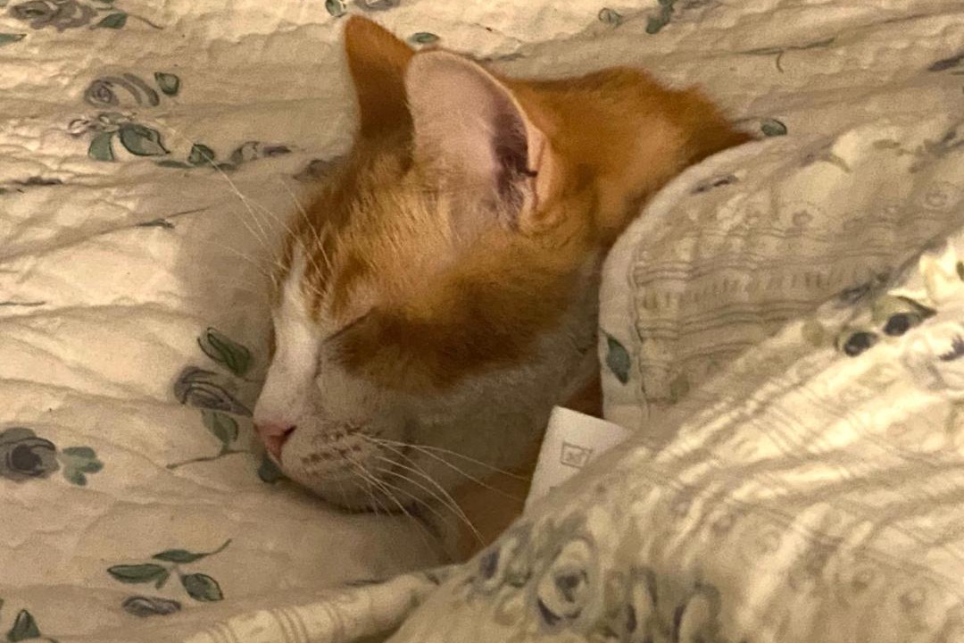 Photo of Others in Moissac