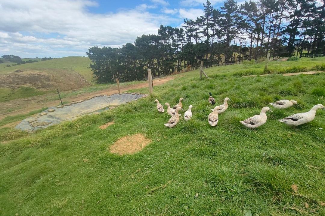 Photo of Others in Awhitu