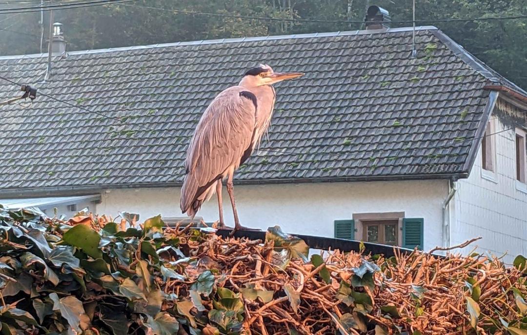 Photo of Others in Fouday