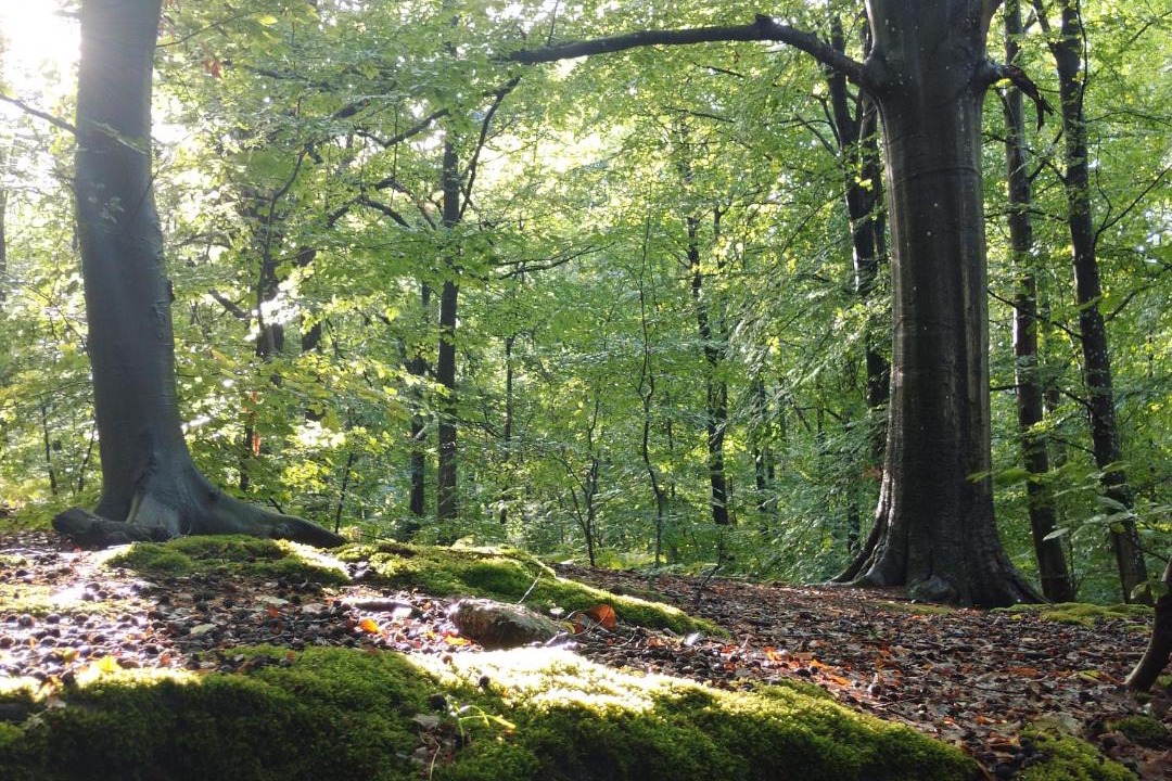 Photo of Others in Fourqueux