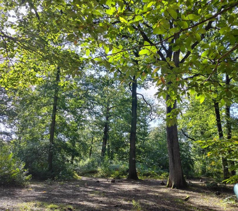 Photo of Others in Fourqueux