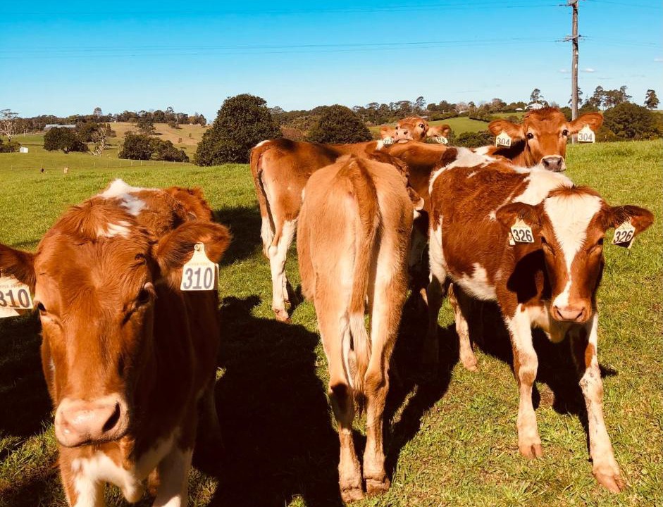 Photo of Others in Maleny