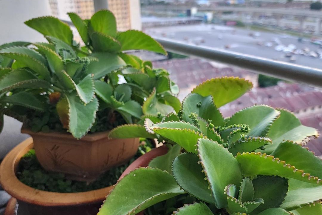 Photo of Others in Bukit Jalil