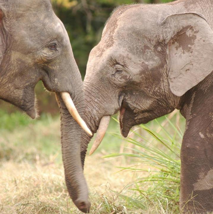 Photo of Others in Sukau