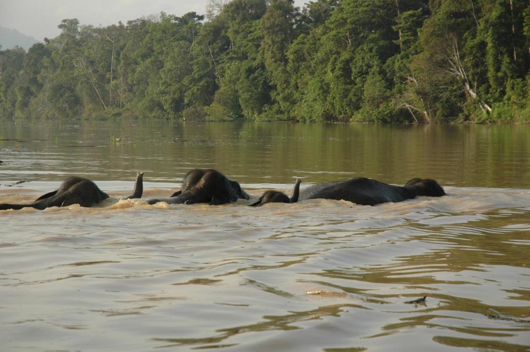 Photo of Others in Sukau