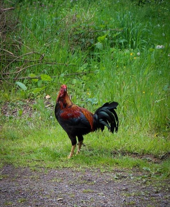 Photo of Others in Saint-Jans-Cappel