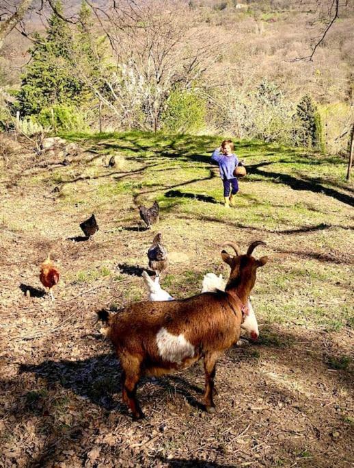 Photo of Others in Lussas