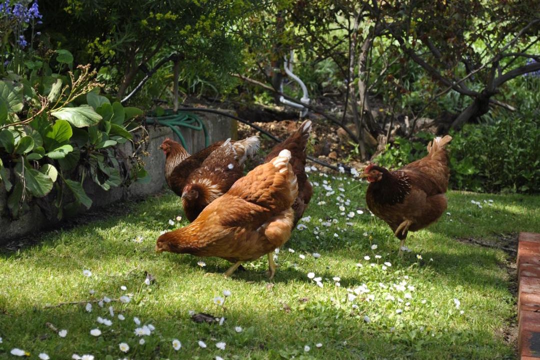 Photo of Others in Sampson Flat