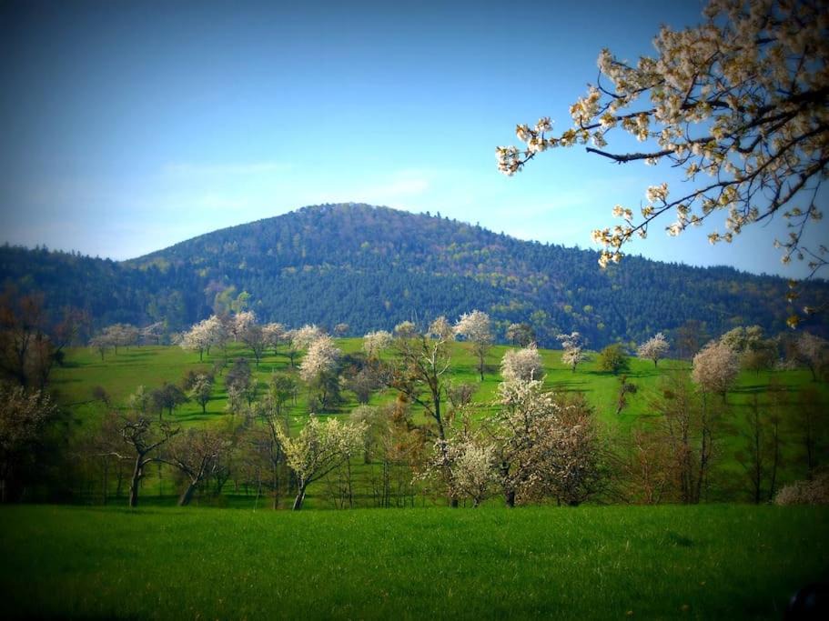 Photo of Others in Reinhardsmunster