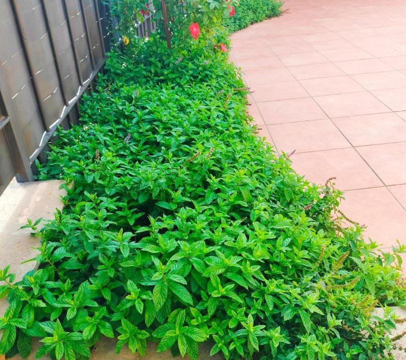 Photo of Outdoor in Arcas