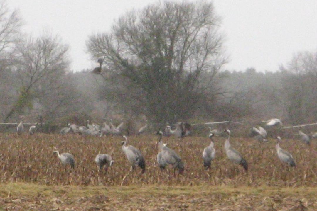 Photo of Others in Morcenx