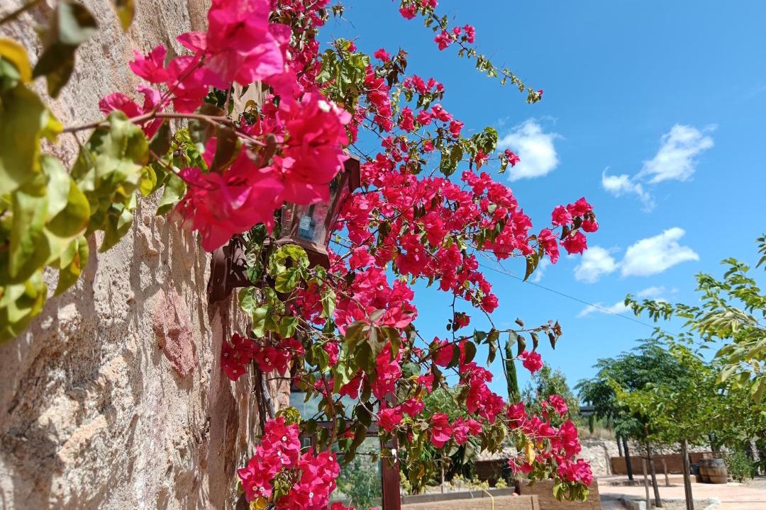 Photo of Others in L'Albiol