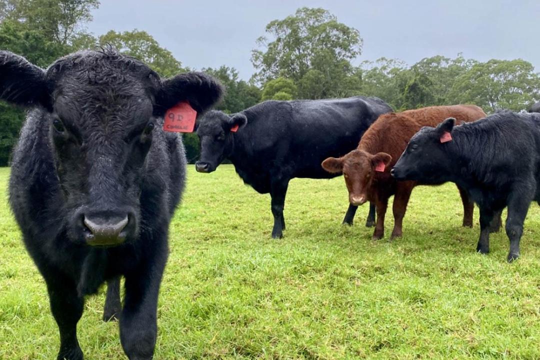 Photo of Others in Barrengarry