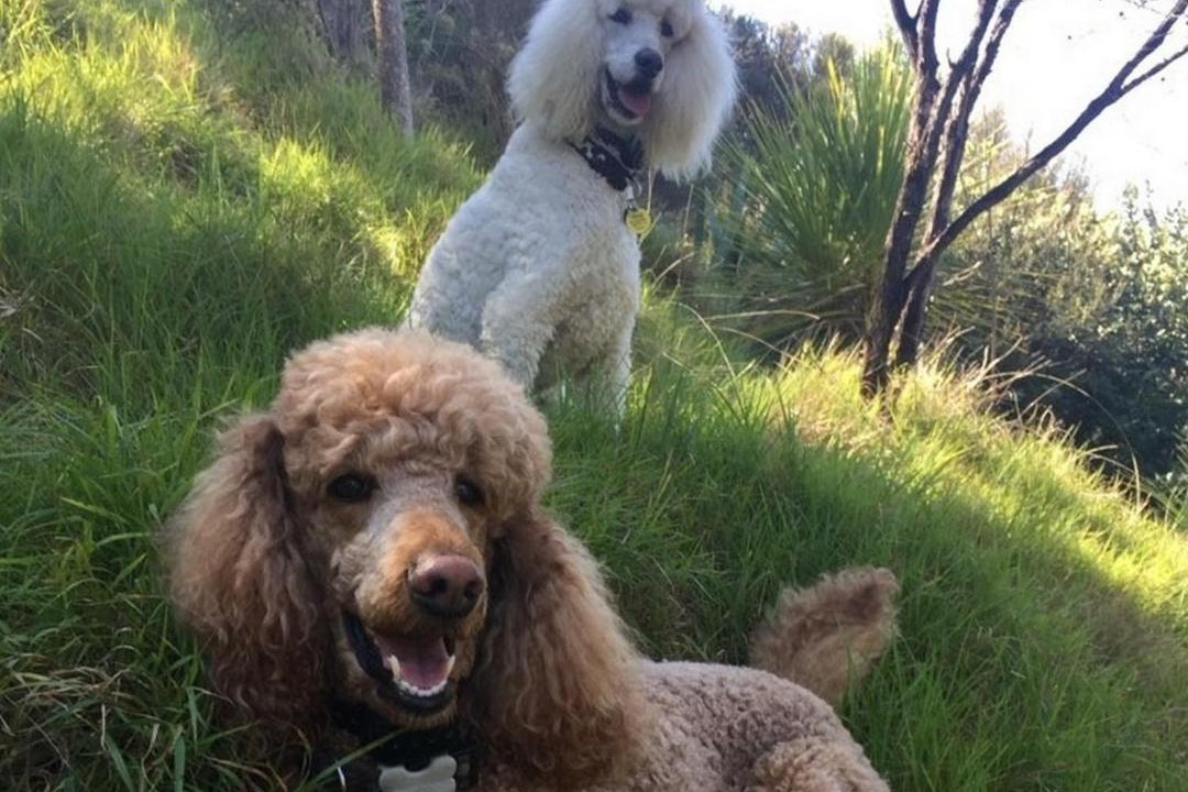 Photo of Others in Matiatia Bay