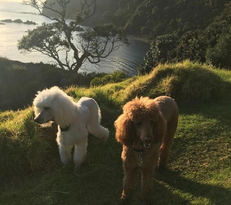 Photo of Others in Matiatia Bay