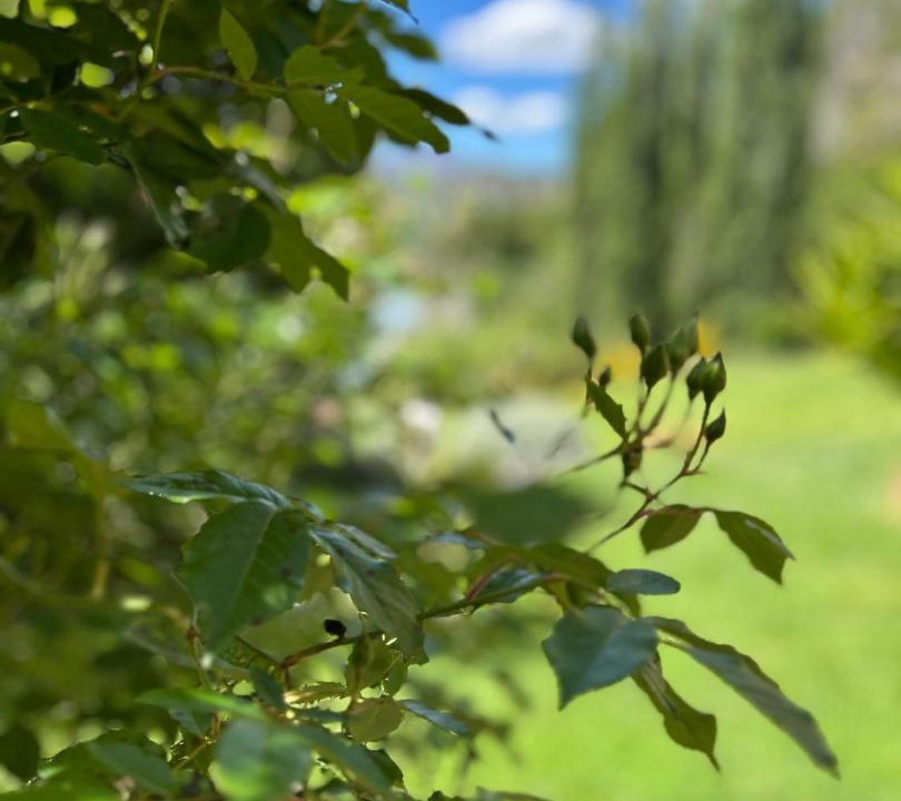 Photo of Outdoor in Arthur's Point