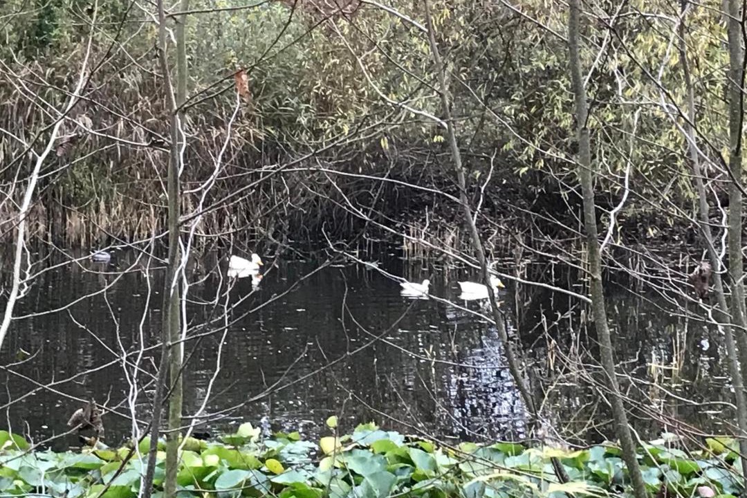 Photo of Others in Bogense