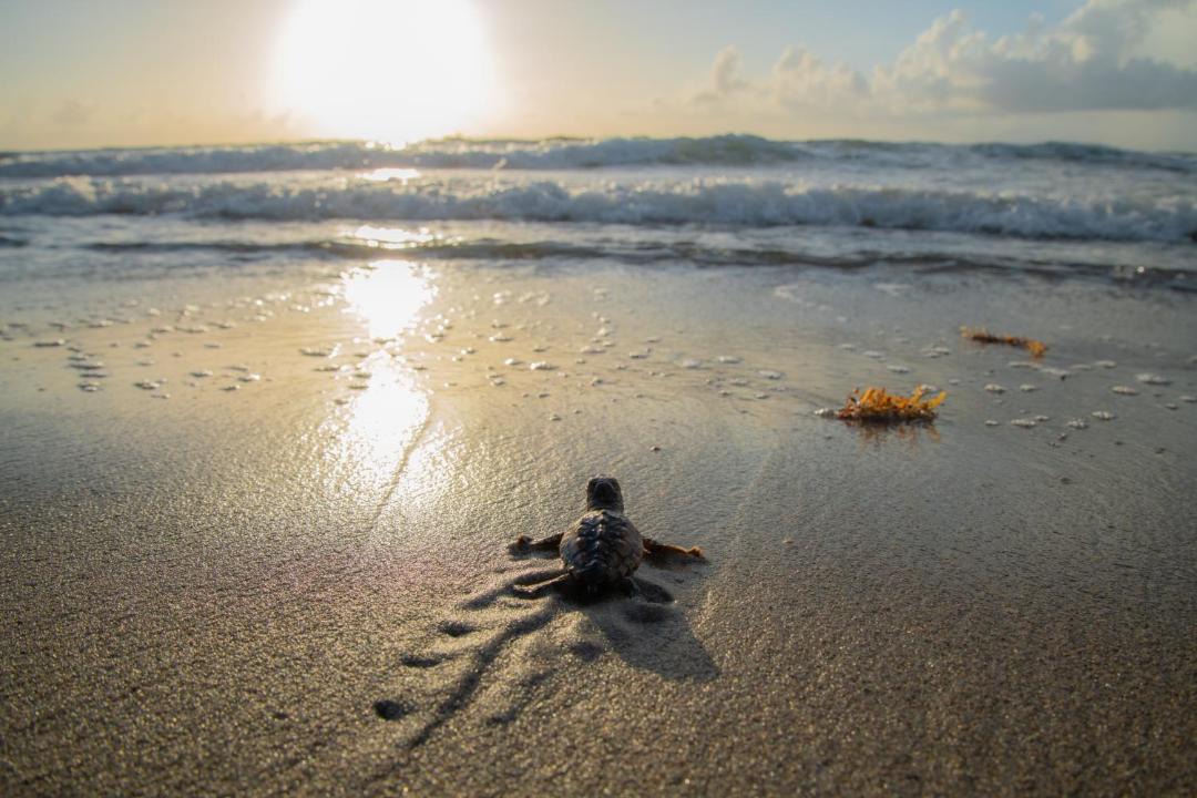 Photo of Others in Melbourne Beach
