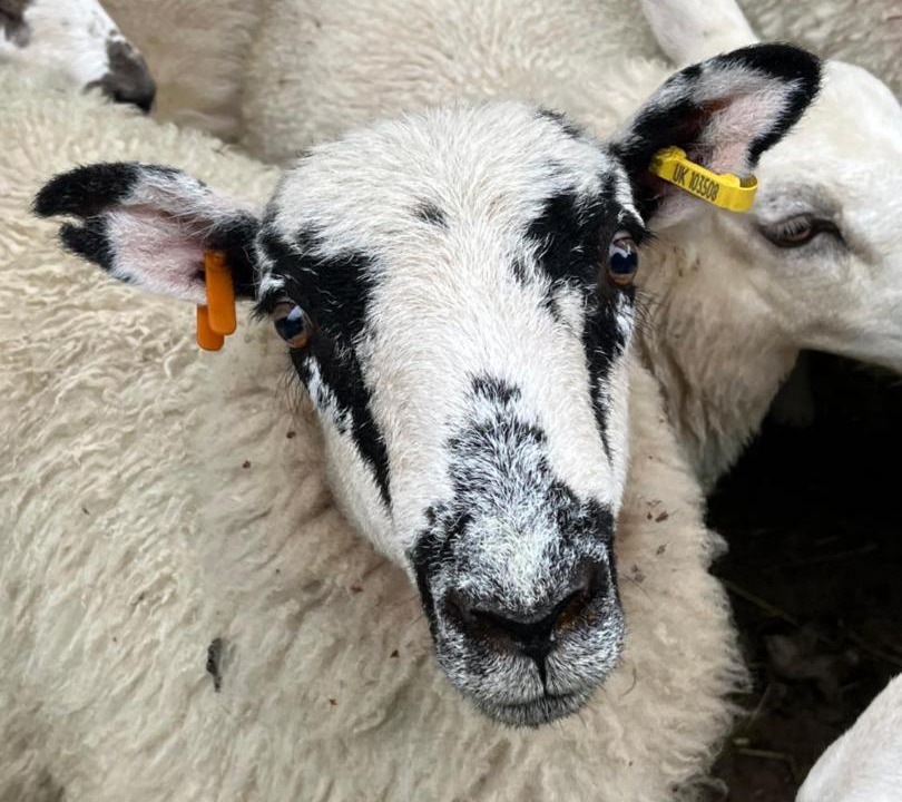 Photo of Others in Broughton Mills