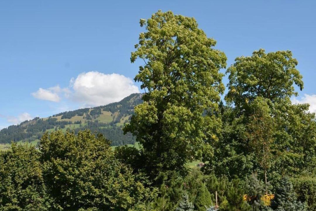 Photo of Others in Saanen