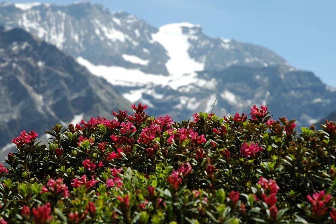 Photo of Others in Adelboden