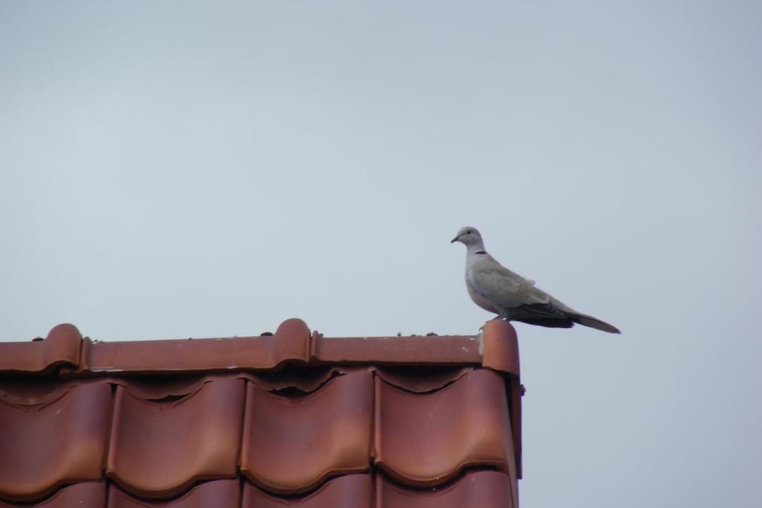 Photo of Others in Loos-en-Gohelle