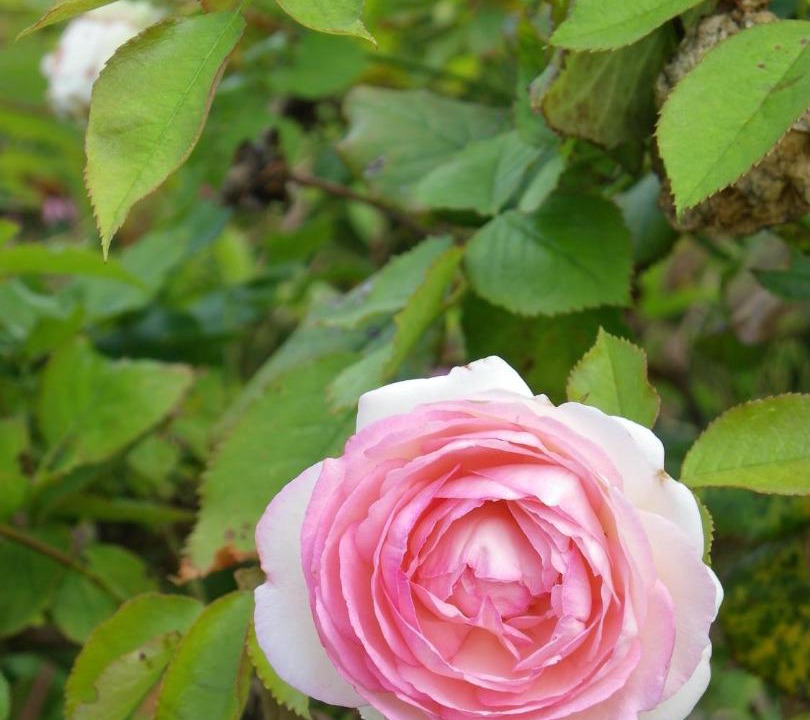 Photo of Others in Loos-en-Gohelle