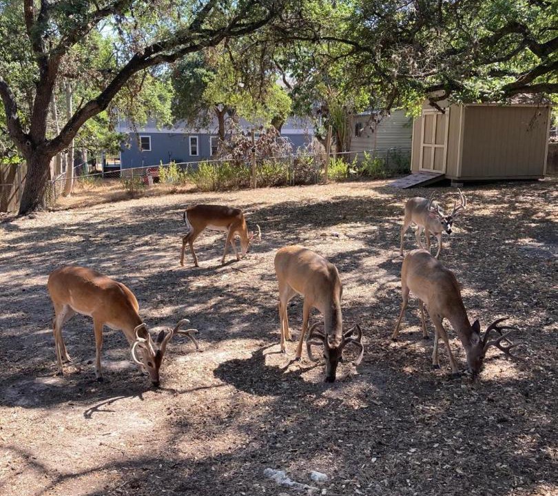 Photo of Others in Canyon Lake