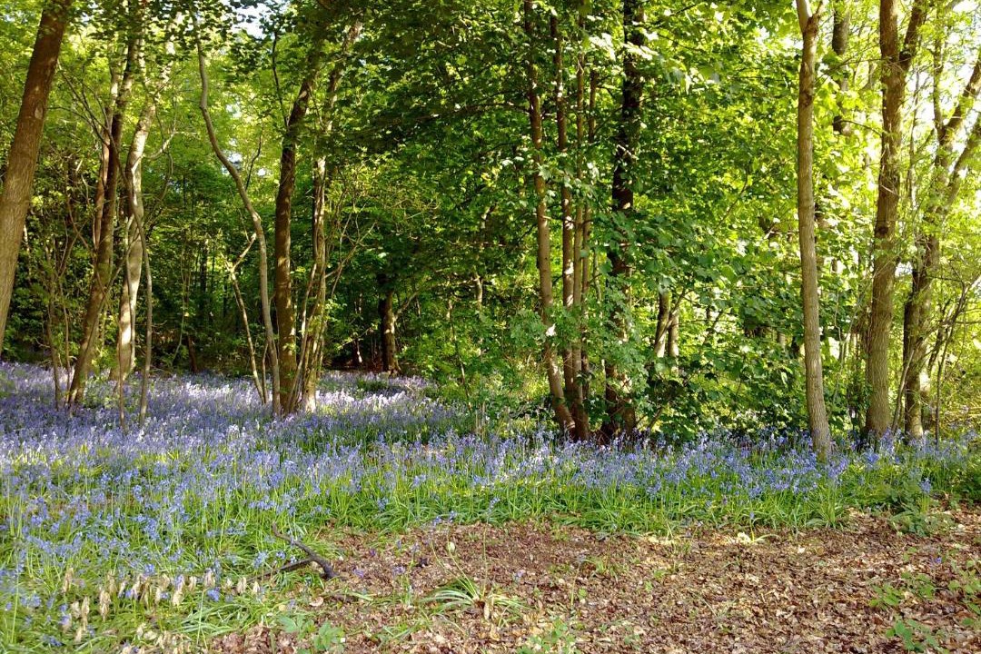 Photo of Others in Bromham