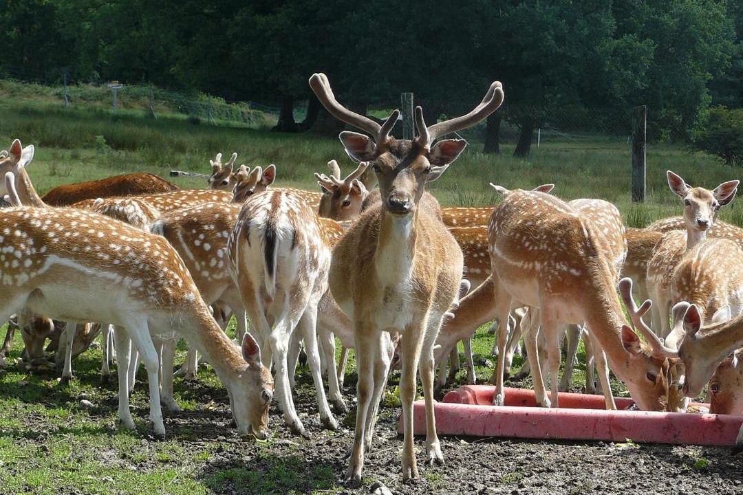 Photo of Others in Saint-Maixant