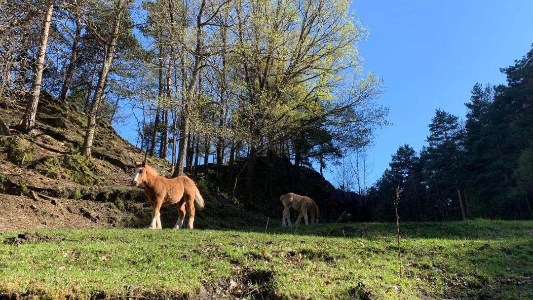 Photo of Others in Ordino