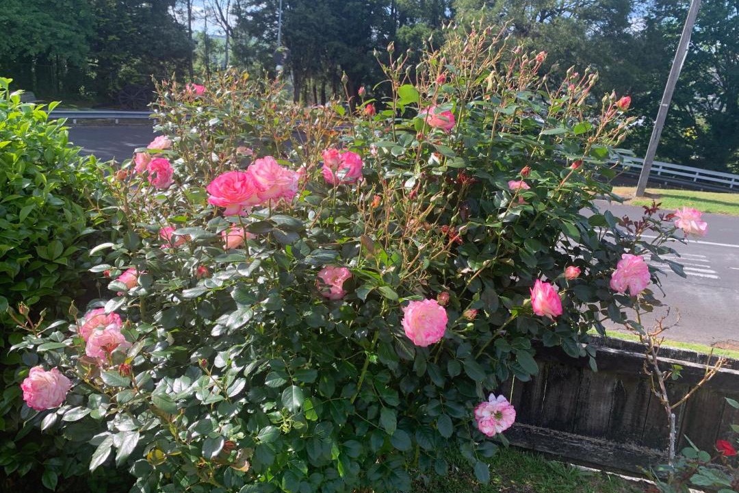 Photo of Others in Taumarunui