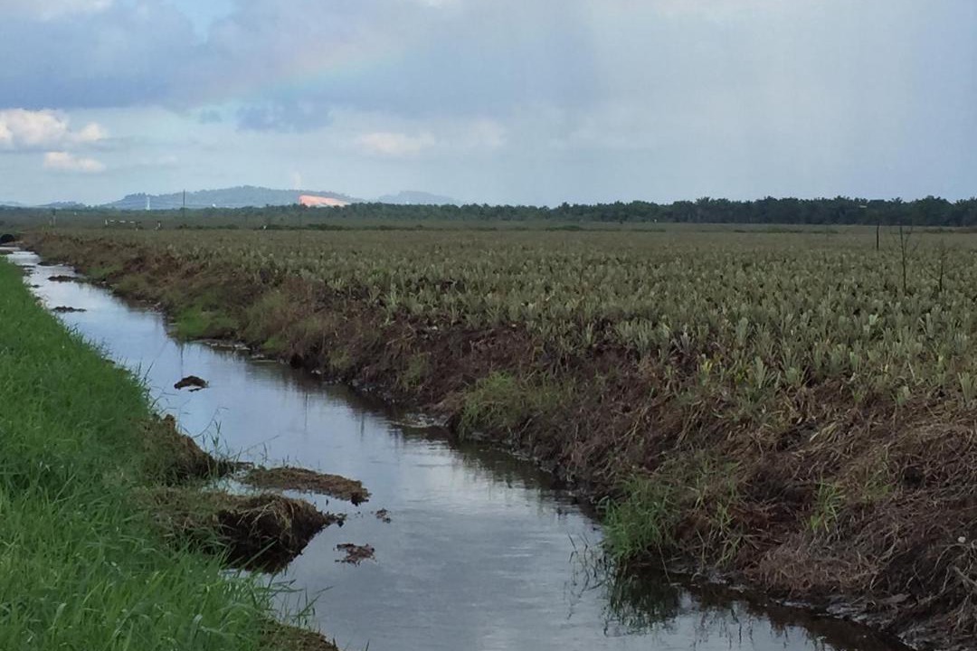 Photo of Outdoor in Pontian